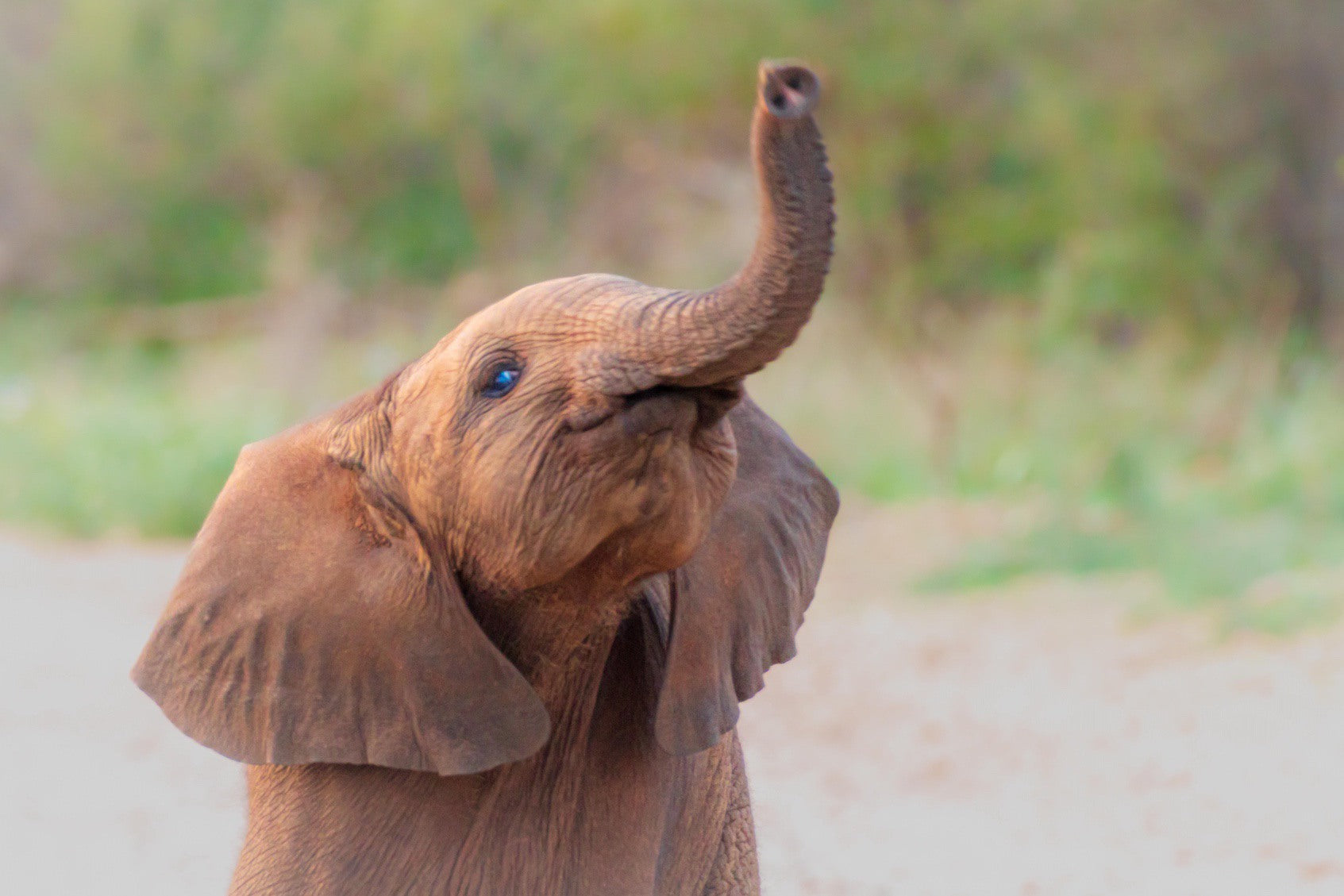 Wildlife