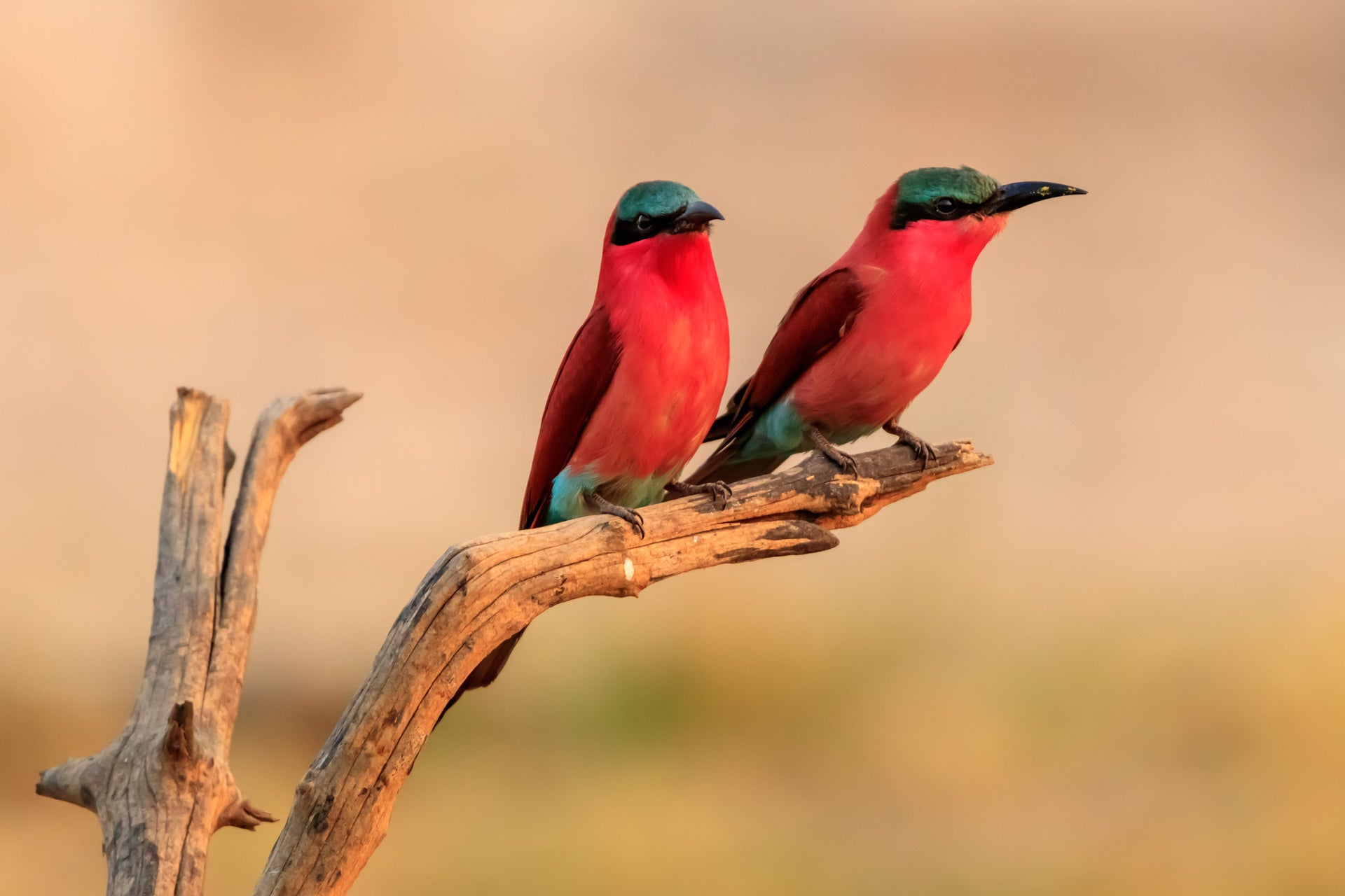 Birds