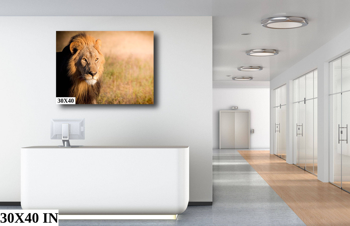 African Lion, Okavango Delta, stunning color lion Wildlife Photography , Lion Poster, Wildlife Wall Art, Fine Art Photography, Travel Photo