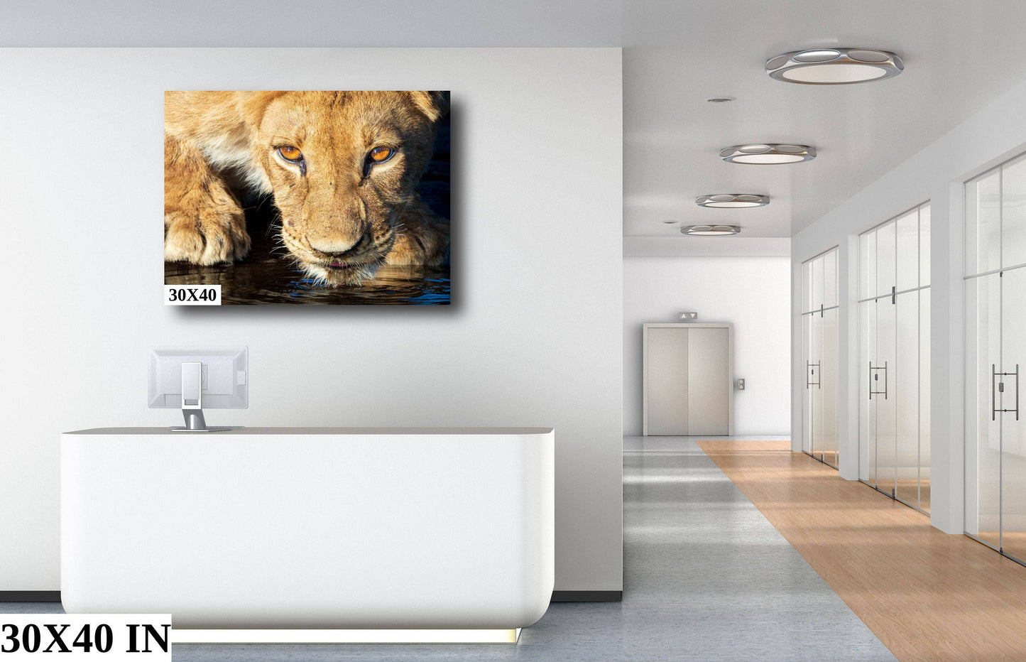 African Lioness, Wildlife Photography, Stunning Color Lion Lion Poster, Wildlife Wall Art, Fine Art Photography, Travel Photo, Waterhole