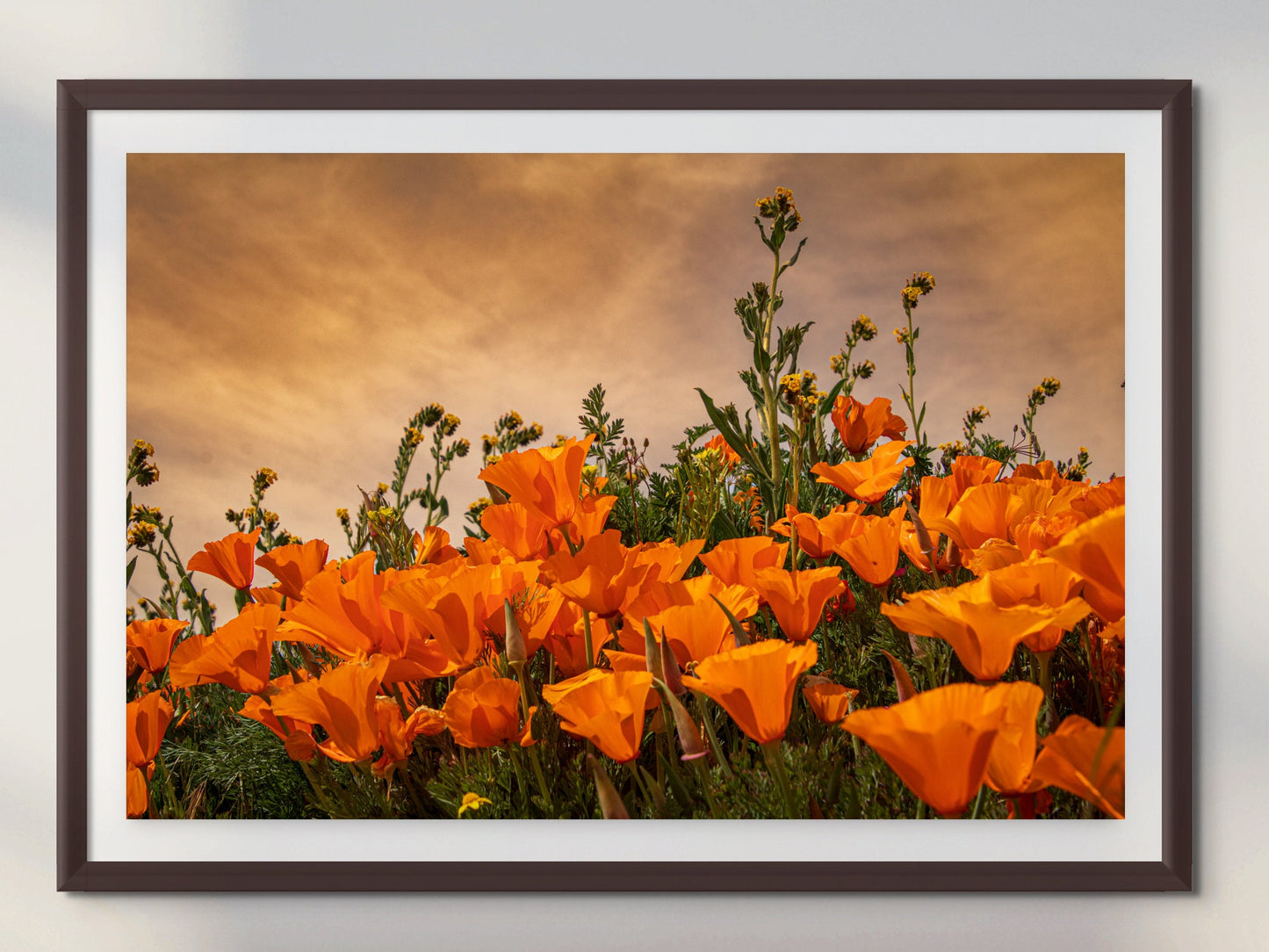 California Poppies Fine Art Photography | Antelope Valley Superbloom Canvas Wall Art | Flower Poster | Nature Picture | Poppy Flower Photo