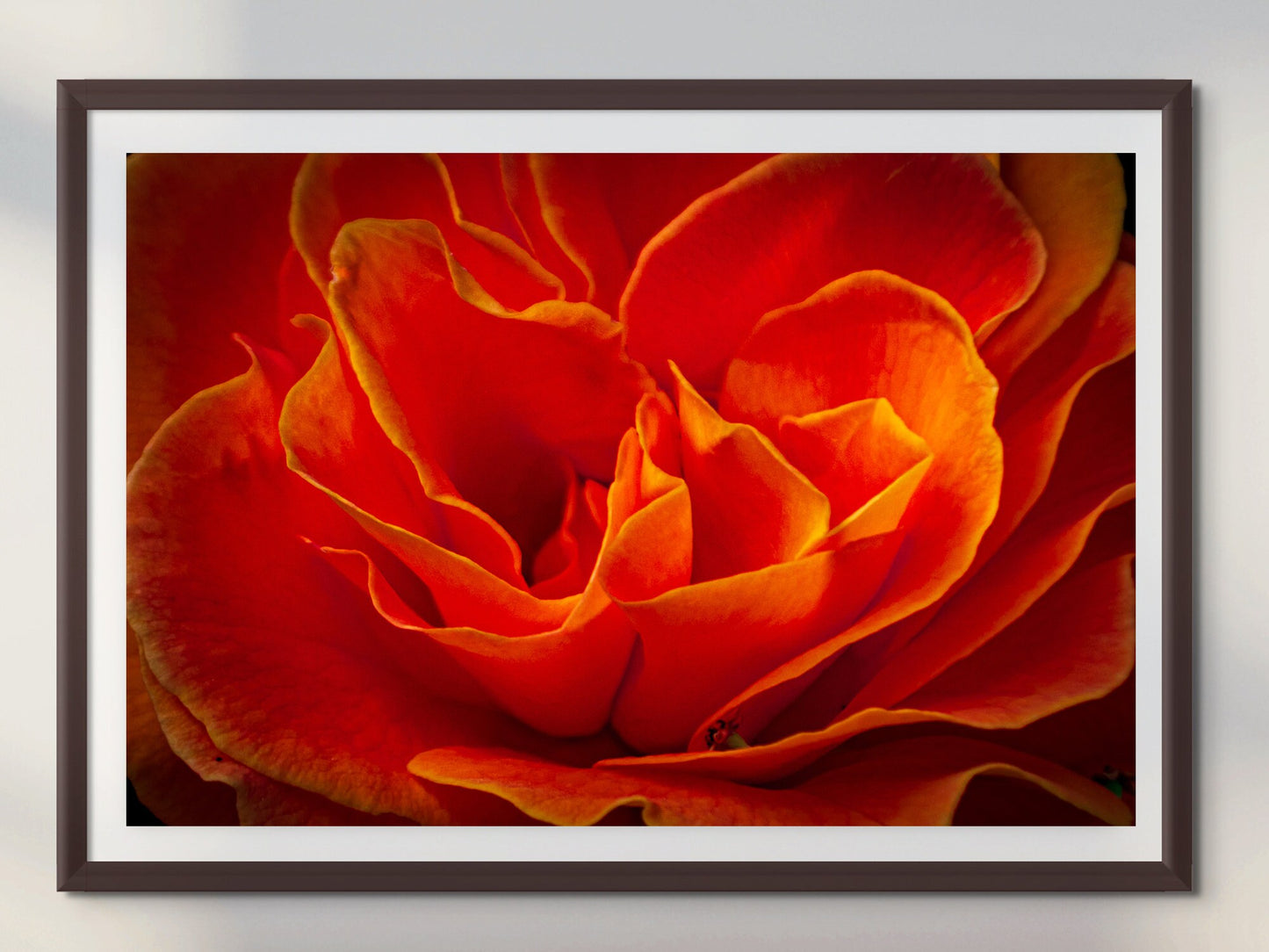 Rose Flower Fine Art Photograph | Cape Town South Africa Red Rose Canvas Wall Art, Kirstenbosch Garden Flower Poster, home, office decor