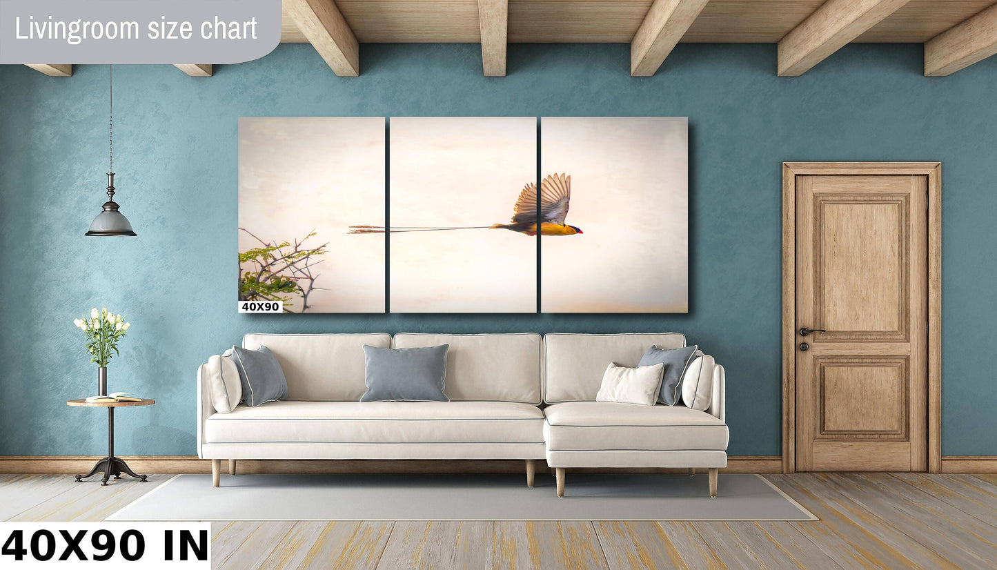 African Birds Fine Art photography | Pin-Tailed Whyda Print, Canvas Wildlife Wall Art, South Africa Bird Poster, home, office picture