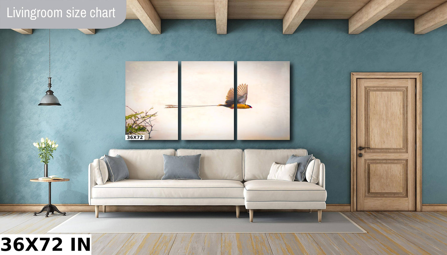 African Birds Fine Art photography | Pin-Tailed Whyda Print, Canvas Wildlife Wall Art, South Africa Bird Poster, home, office picture