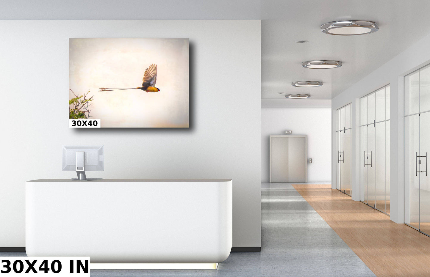 African Birds Fine Art photography | Pin-Tailed Whyda Print, Canvas Wildlife Wall Art, South Africa Bird Poster, home, office picture