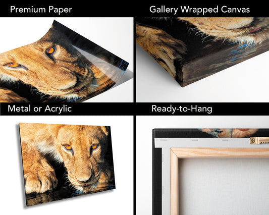 African Lioness, Wildlife Photography, Stunning Color Lion Lion Poster, Wildlife Wall Art, Fine Art Photography, Travel Photo, Waterhole