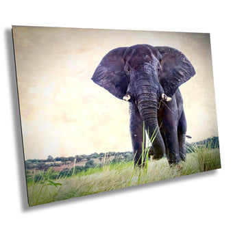compare product African Elephant, Wildlife Photography, Animal Photo Print, Nature Wall Art, Canvas Print, Acrylic print