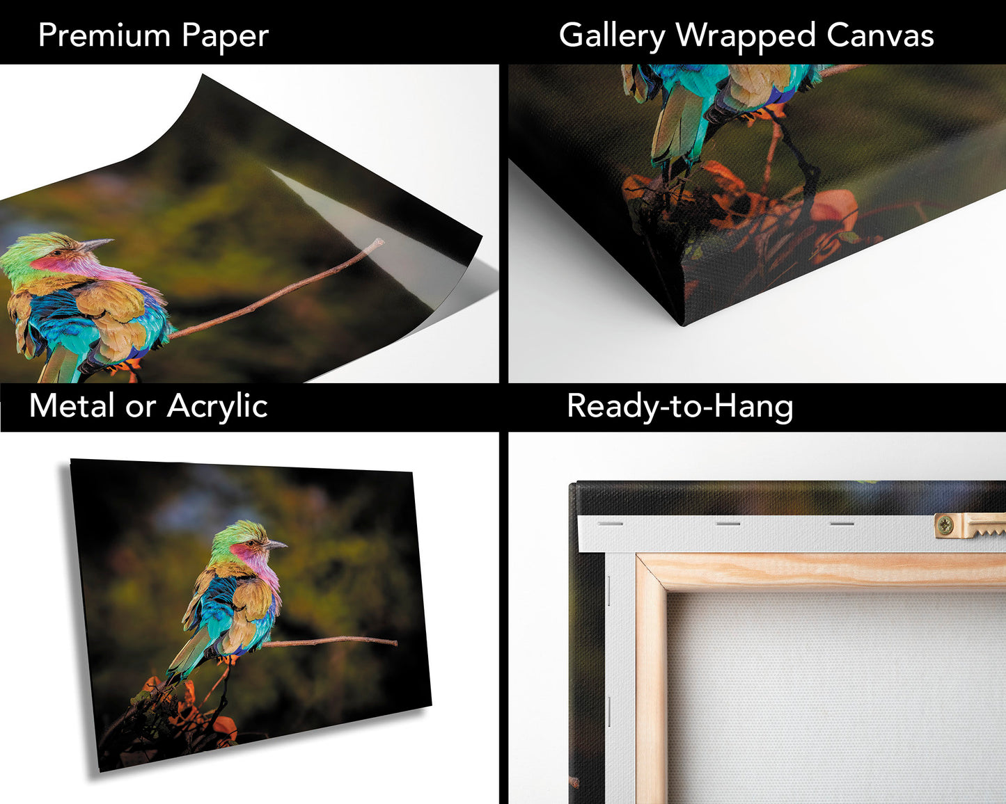 African Birds Poster | Lilac Breasted Roller Nature Print, Canvas Wildlife Wall Art Photo | Fine Art Photography | home, office decor