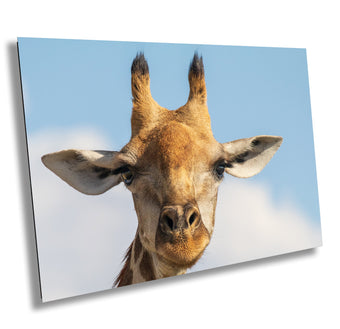 compare product Giraffe Fine Art Photography, Wall Art, African Wildlife Picture, Nature Photo, Travel Poster, Animal Print | Kid's Room, Home, Office Decor
