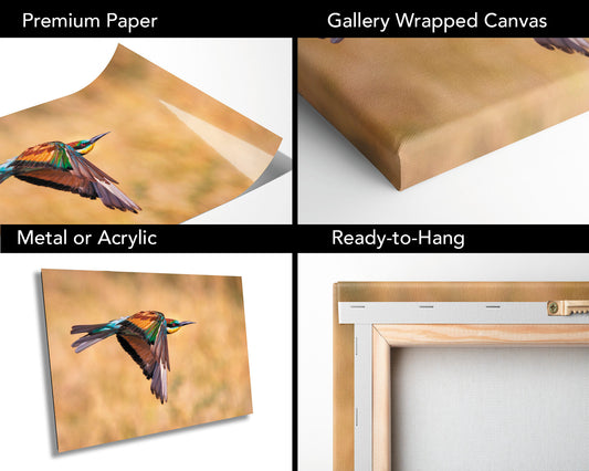 African Bird in Flight Photo | European Roller Fine Art Photography, Nature Canvas Wall Art, Wildlife Poster | | Print home, office decor