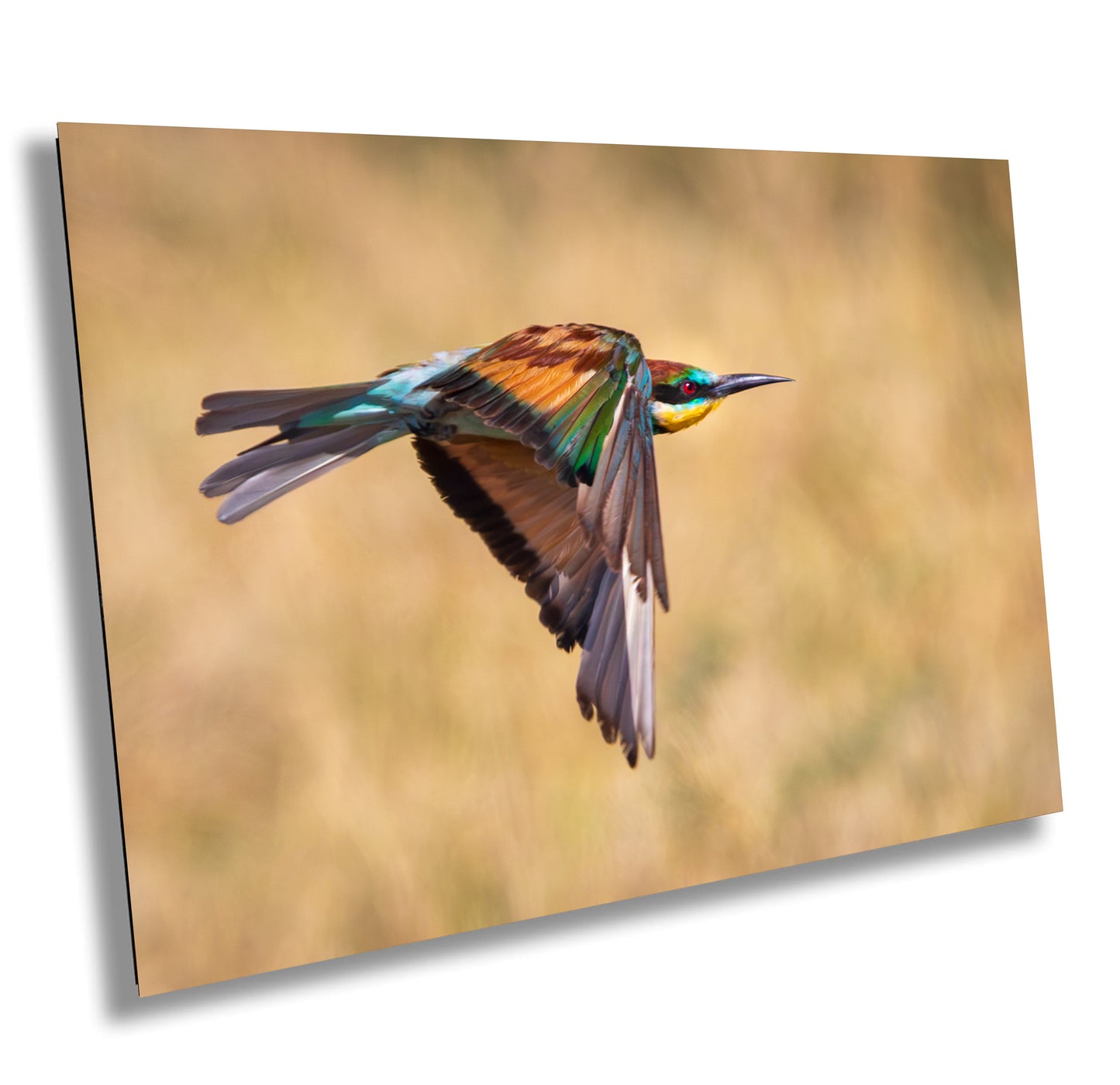 African Bird in Flight Photo | European Roller Fine Art Photography, Nature Canvas Wall Art, Wildlife Poster | | Print home, office decor