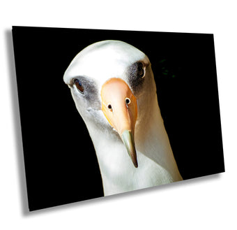 compare product Albatross Sea Bird Fine Art Photography | Hawaiian Coastal Nature Print, Canvas Wildlife Wall Art | Pacific Ocean home, office decor