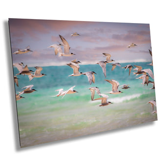 compare product African Shore Birds Fine Art photography | Terns Picture, Indian Ocean Coastal Print, Canvas Wildlife Wall Art | home, office decor