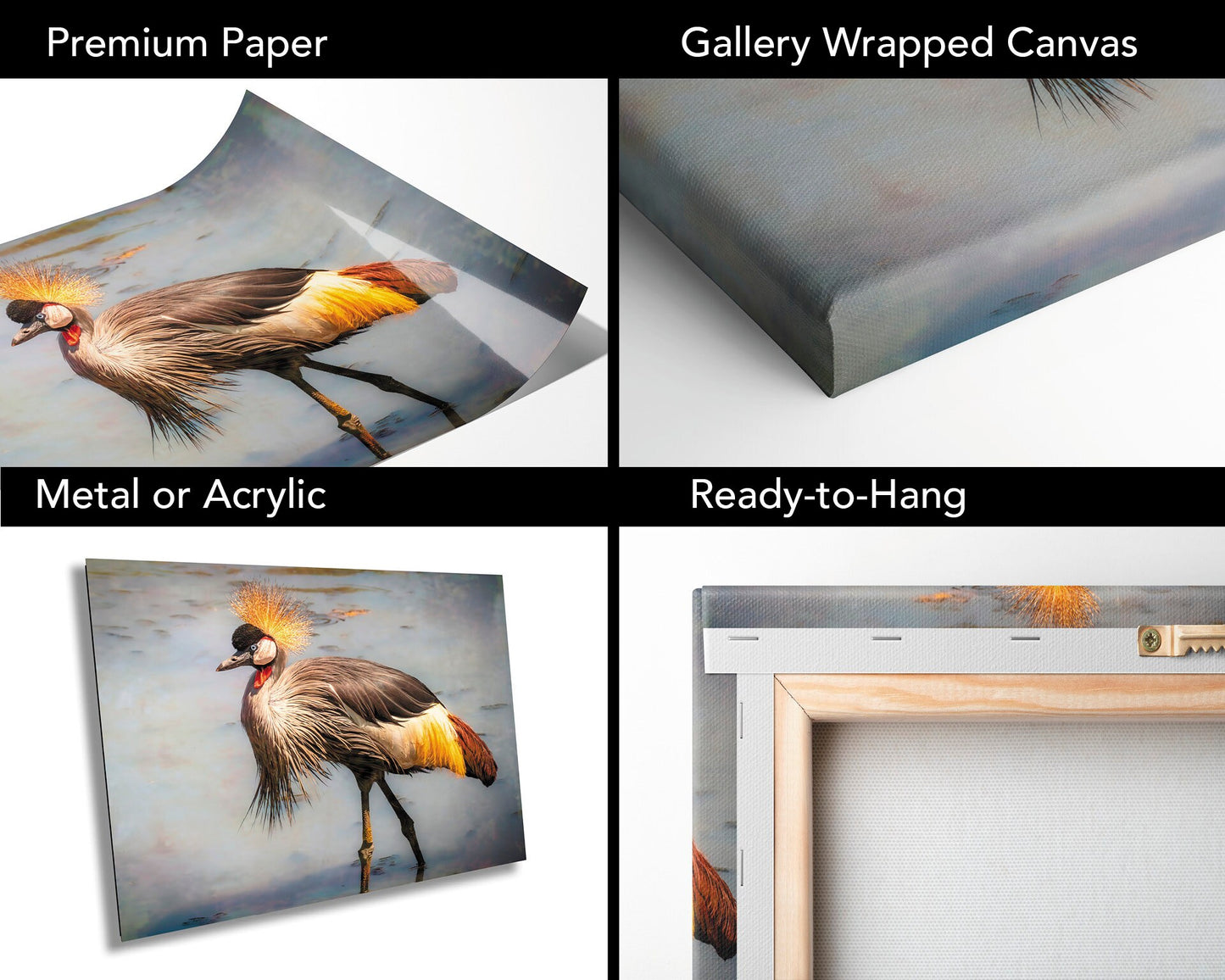 African Birds | Black-Crowned Crane Nature Print, Serengeti Wall Art, Canvas Wildlife Photo | Fine Art photography | home, office decor