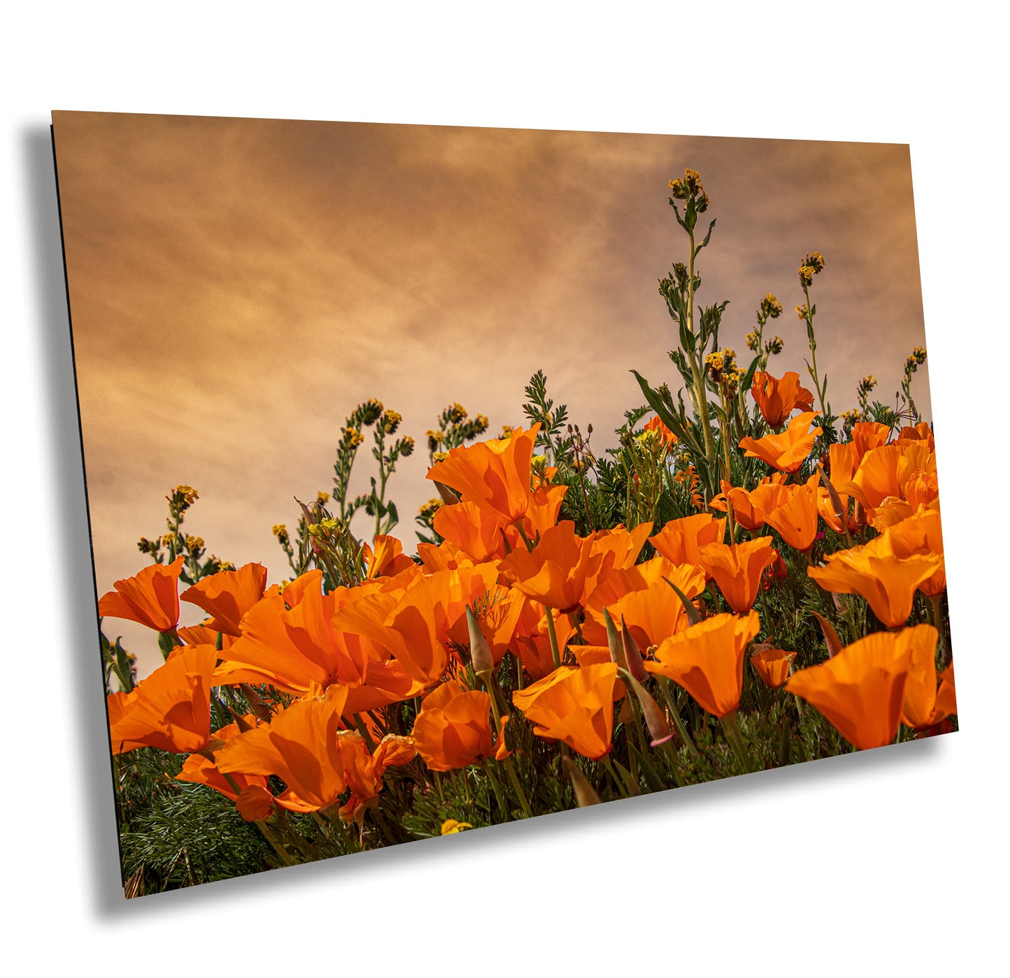 California Poppies Fine Art Photography | Antelope Valley Superbloom Canvas Wall Art | Flower Poster | Nature Picture | Poppy Flower Photo