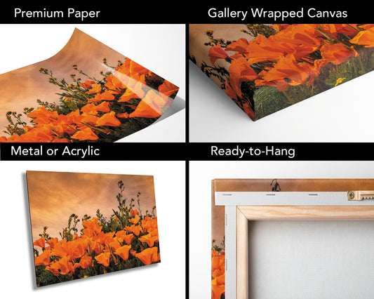California Poppies Fine Art Photography | Antelope Valley Superbloom Canvas Wall Art | Flower Poster | Nature Picture | Poppy Flower Photo