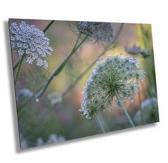 compare product Lavender Farm Wild Flowers Fine Art photography | Amador County California Canvas Wall Art, home, office decor | Wild Carrot flowers