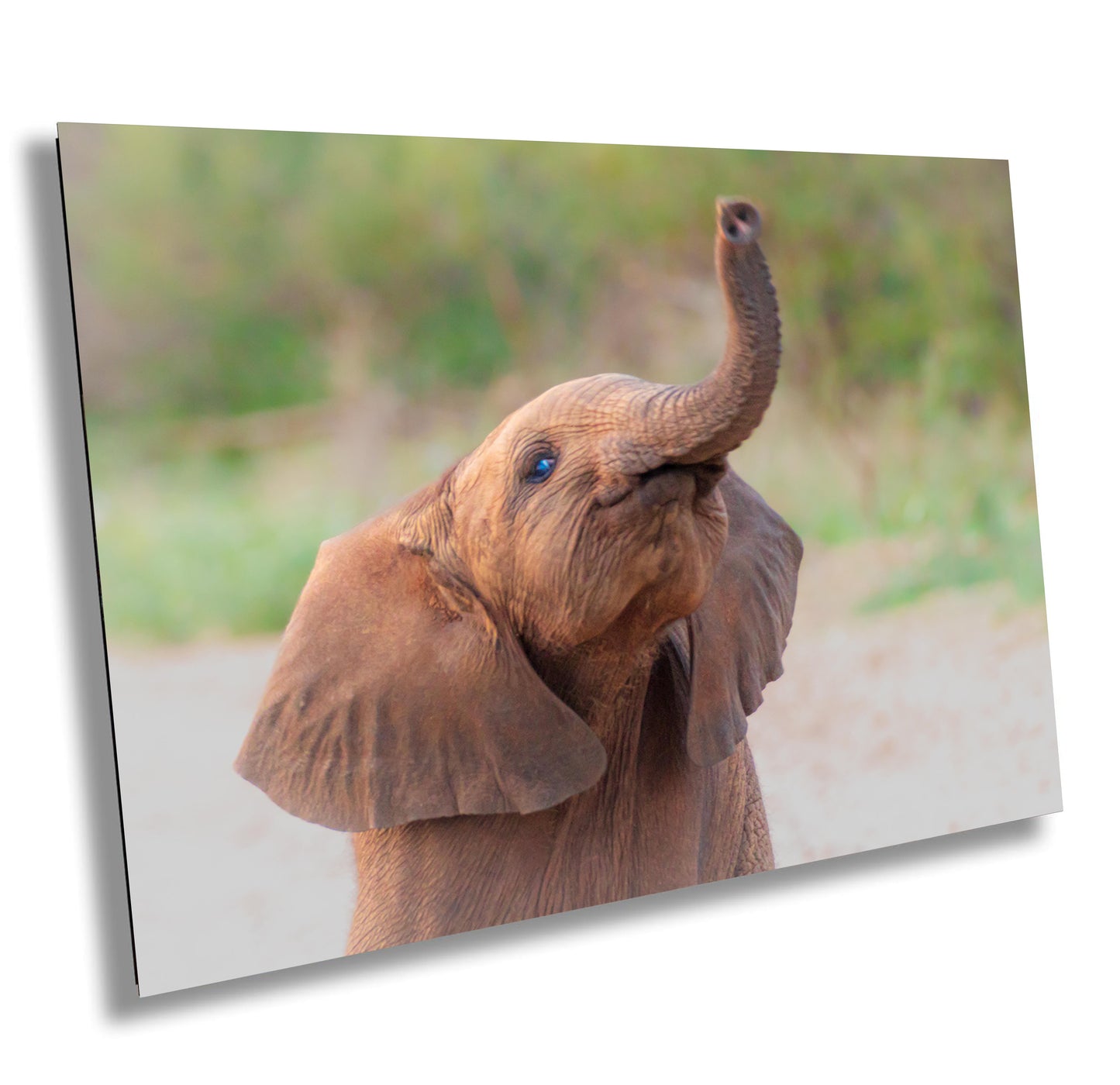 Baby African Elephant Wildlife Photograph, stunning color Animal Photo Print, Nature Wall Art, Canvas Wall Art, Fine Art Photography
