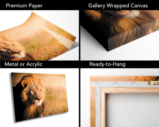 African Lion, Okavango Delta, stunning color lion Wildlife Photography , Lion Poster, Wildlife Wall Art, Fine Art Photography, Travel Photo