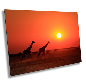 compare product African Giraffe Print, stunning color Wildlife Canvas Wall Art, Giraffe Poster, Animal Print, Wildlife Wall Art, Fine Art Photography