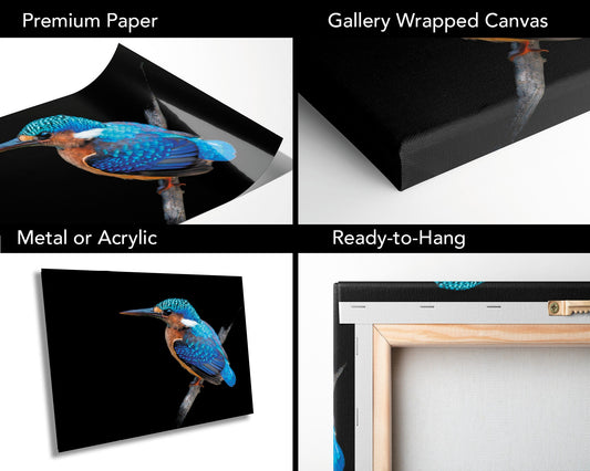 African Birds Poster | Malagasy Kingfisher Nature Print, Canvas Wildlife Wall Art | Fine Art Photography | home, office decor