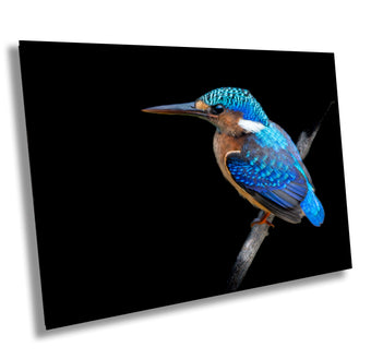 compare product African Birds Poster | Malagasy Kingfisher Nature Print, Canvas Wildlife Wall Art | Fine Art Photography | home, office decor