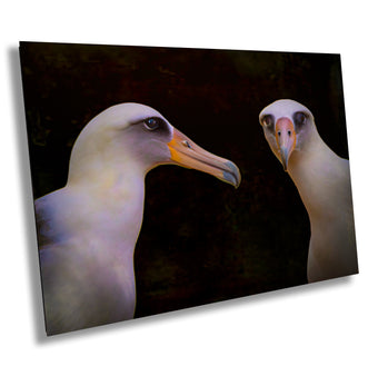 compare product Albatross Sea Bird Pair | Hawaii Pacific Coast Nature Print, Wall Art, Canvas Wildlife Photo | Fine Art photography | home, office decor