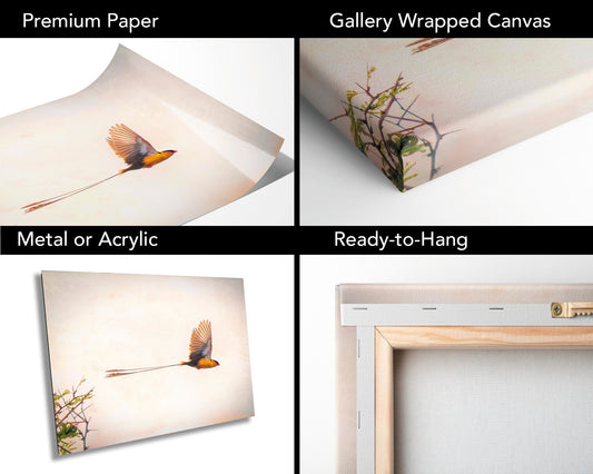 African Birds Fine Art photography | Pin-Tailed Whyda Print, Canvas Wildlife Wall Art, South Africa Bird Poster, home, office picture