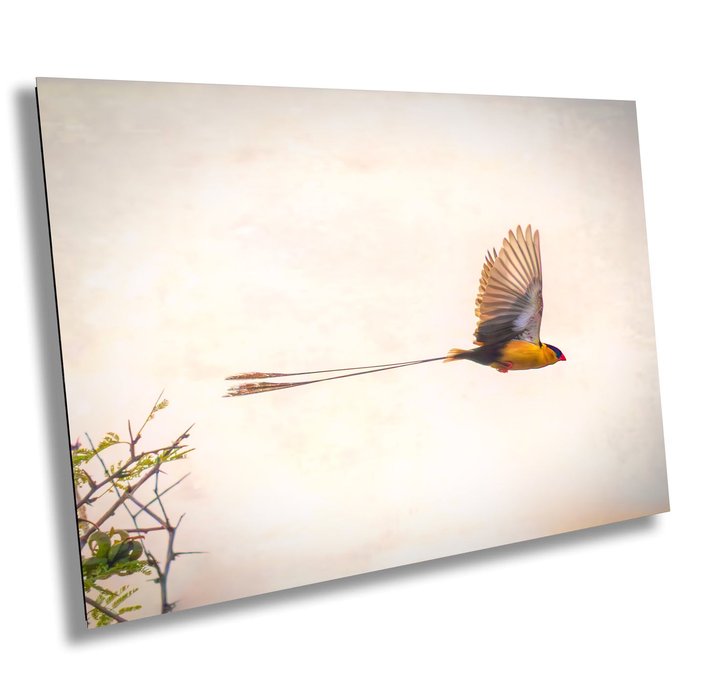 African Birds Fine Art photography | Pin-Tailed Whyda Print, Canvas Wildlife Wall Art, South Africa Bird Poster, home, office picture
