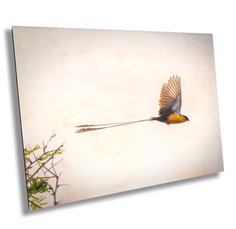 compare product African Birds Fine Art photography | Pin-Tailed Whyda Print, Canvas Wildlife Wall Art, South Africa Bird Poster, home, office picture