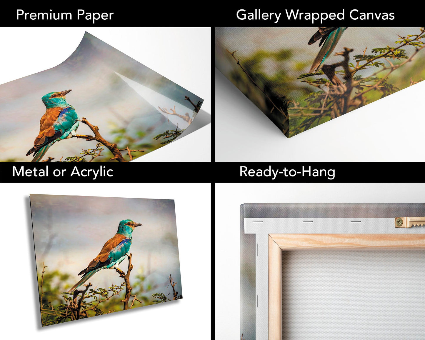 African Birds | Fine Art Photography | Abyssian Roller Nature Print, Africa Bird Wall Art, Canvas Wildlife Poster | home, office decor