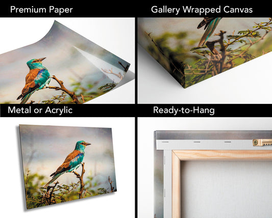 African Birds | Fine Art Photography | Abyssian Roller Nature Print, Africa Bird Wall Art, Canvas Wildlife Poster | home, office decor