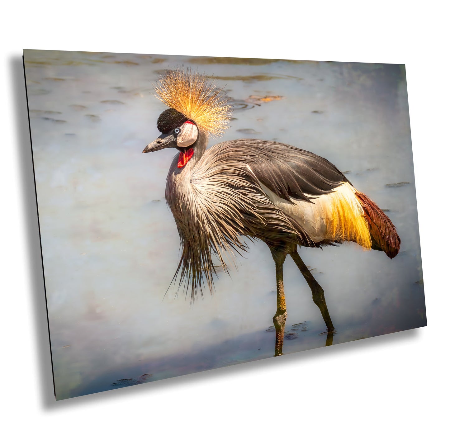 African Birds | Black-Crowned Crane Nature Print, Serengeti Wall Art, Canvas Wildlife Photo | Fine Art photography | home, office decor