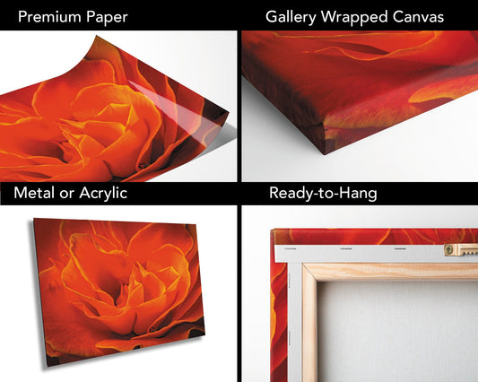 Rose Flower Fine Art Photograph | Cape Town South Africa Red Rose Canvas Wall Art, Kirstenbosch Garden Flower Poster, home, office decor