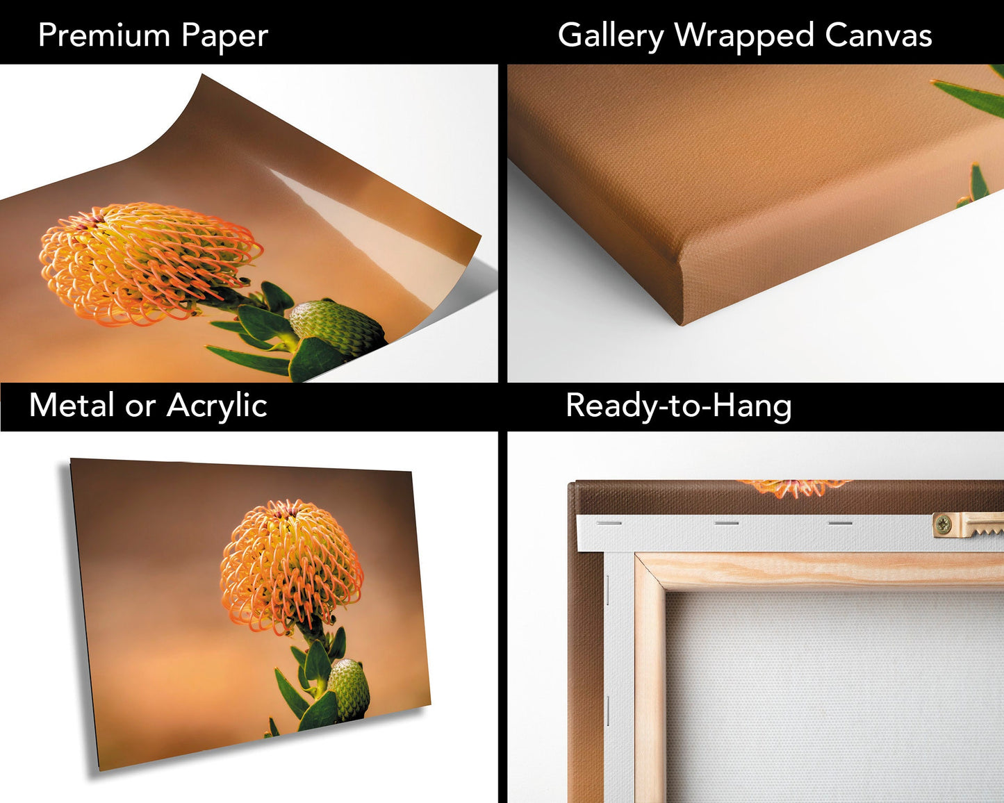 Protea Flame Giant Fine Art photography | Cape Town South Africa Kirstenbosch Garden Canvas Wall Art, home, office decor | flowers