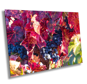 compare product Vineyard Fine Art Photography | Wine Grapes Poster | Canvas Wall Art | Shenandoah Valley Wine Country | Canvas, Acrylic, Metal Paper print