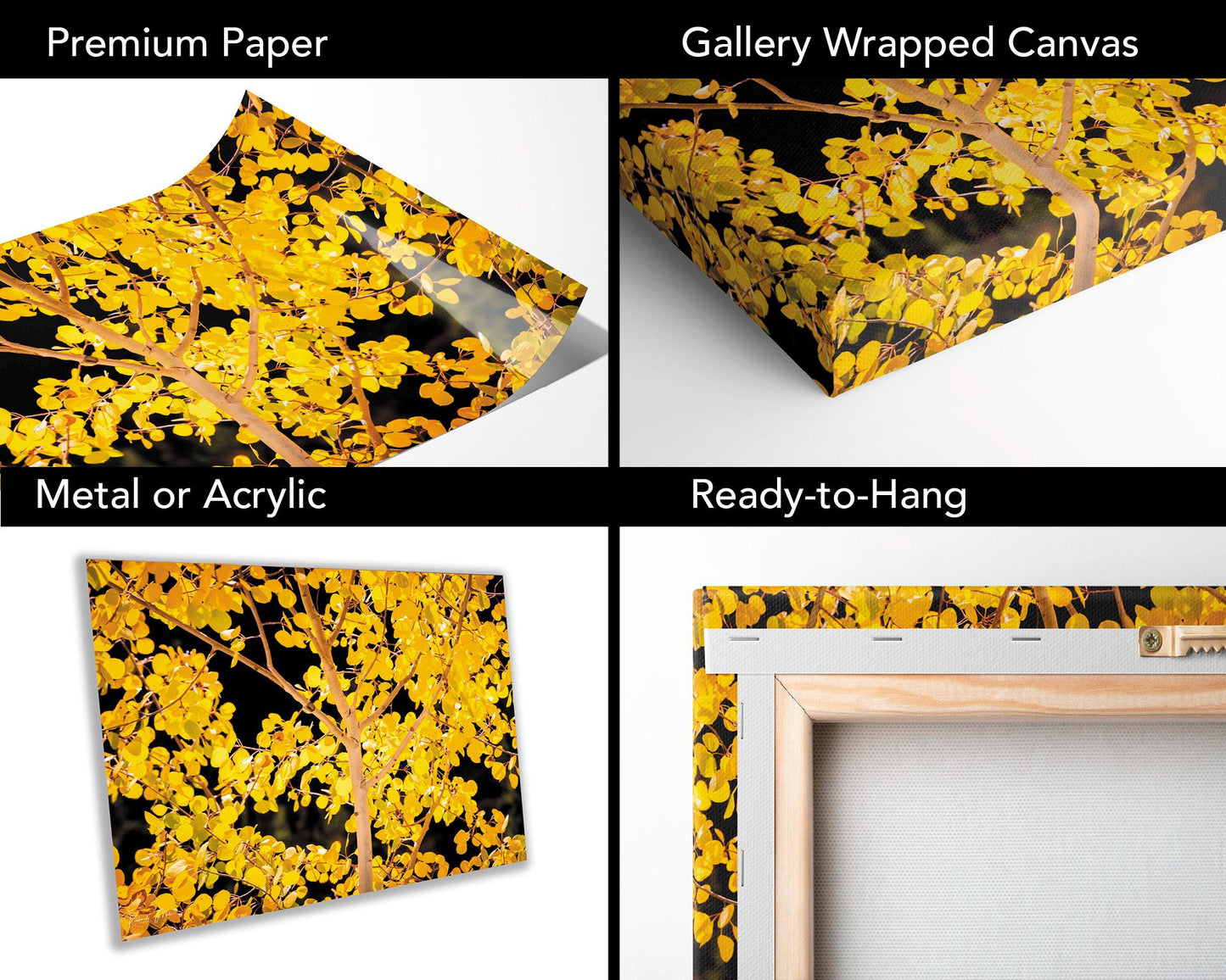 Colorado's Iconic Aspen Trees Fine Art Photo | Golden Fall Colors Print | Canvas Wall Art | Travel Picture paper, acrylic, metal