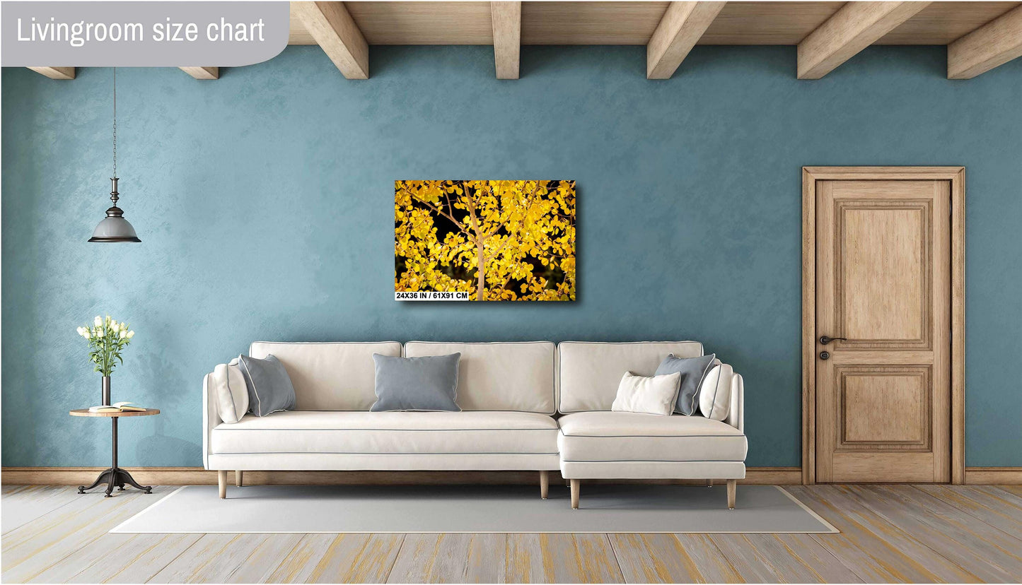 Colorado's Iconic Aspen Trees Fine Art Photo | Golden Fall Colors Print | Canvas Wall Art | Travel Picture paper, acrylic, metal