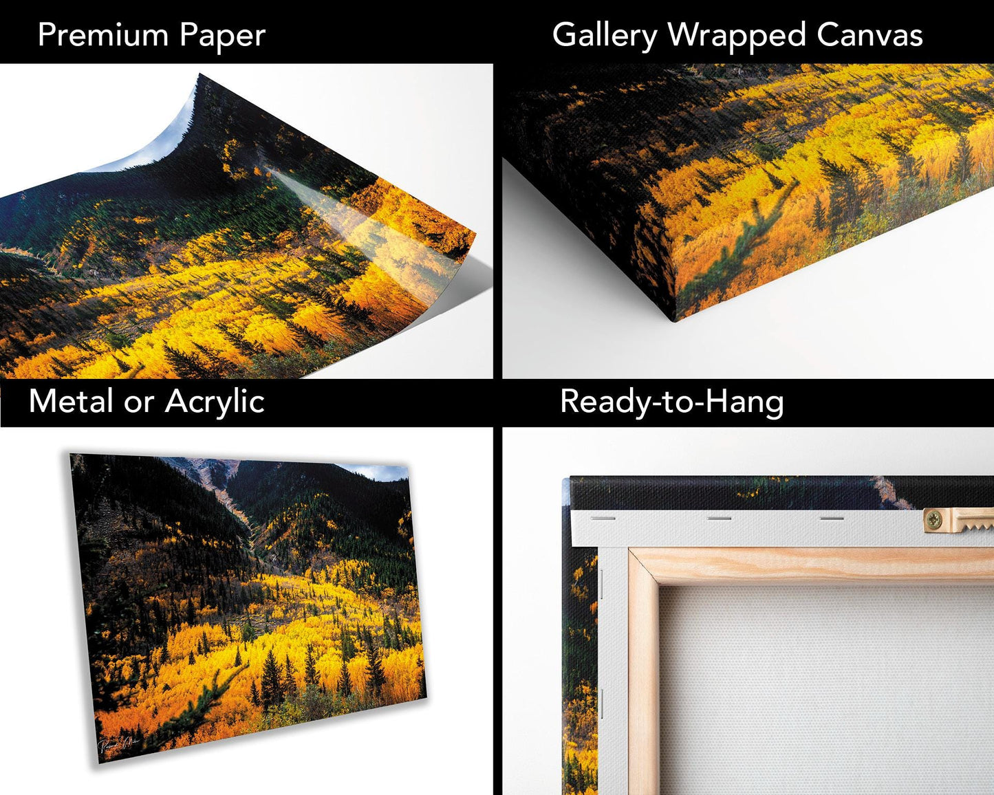 Colorado's Iconic Aspen River of Gold Fine Art Photo | Rocky Mountain Fall Colors Print | Canvas Wall Art | Picture paper, acrylic, metal
