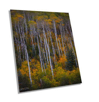 compare product Colorado's Iconic Aspen Forest Rocky Mountain Fine Art Photograph | Fall Canvas Wall Art | Aspen Trees Picture paper, acrylic, metal