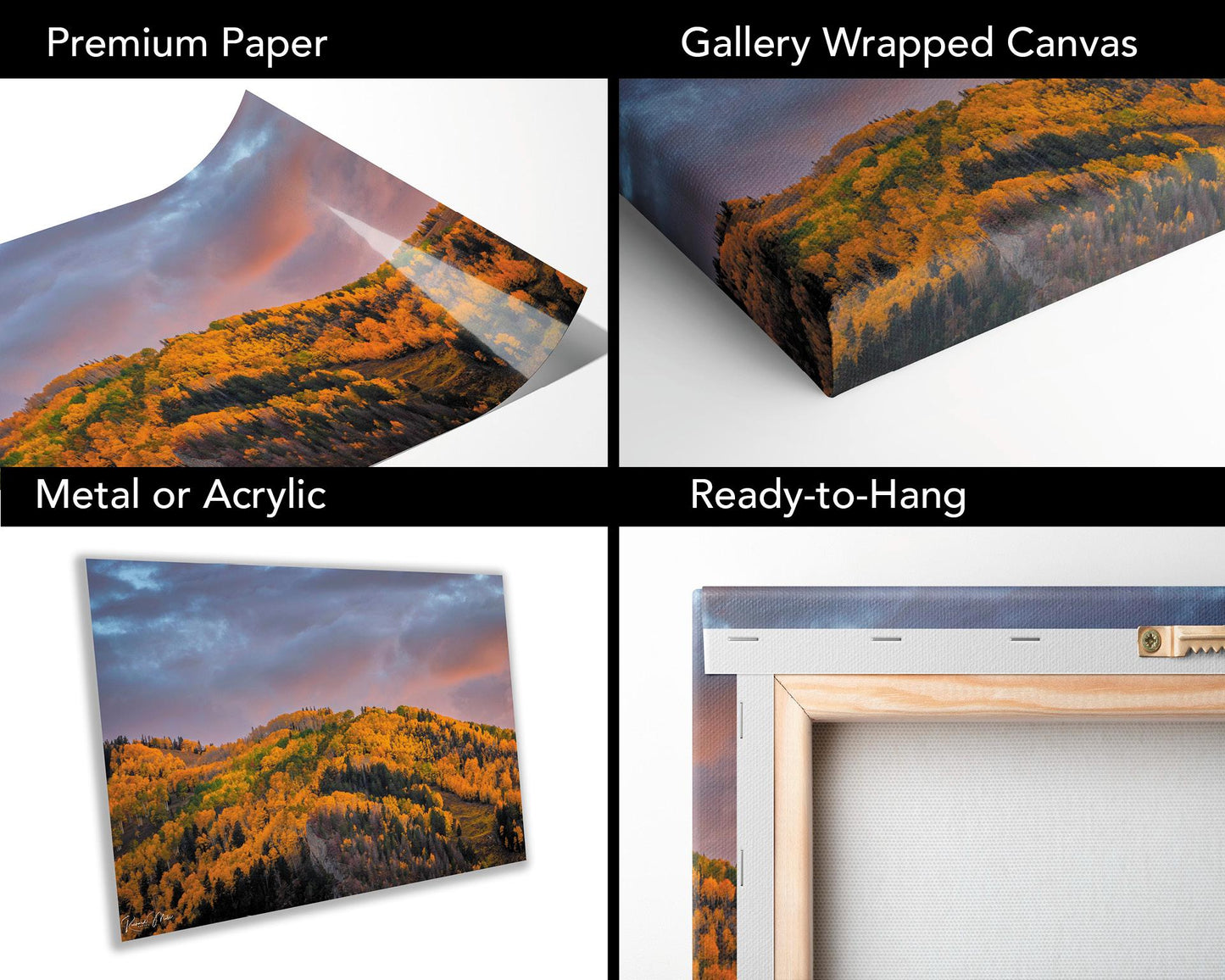 Colorado's Iconic Aspen Hillside Fine Art Photo | Rocky Mountain Sunset Fall Colors | Canvas Wall Art | Travel Picture paper, acrylic, metal