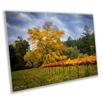 compare product Winery Print, California Napa Valley Grapes to the Wind | Canvas Wall Art, Fine Art Photography | home decor, office decor