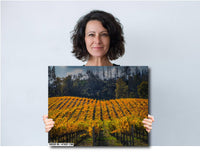 Napa Valley Vineyard Print: Autumn Rolling Hills Fine Art Photography