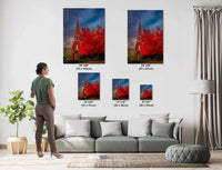 Red Church Fine Art Photo: California Gold Country Landmark, Fall Colors