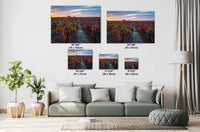 Shenandoah Valley Vineyard Sunset Print: California Wine Country Wall Art