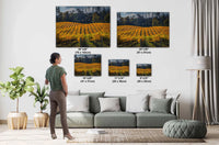 Napa Valley Vineyard Print: Autumn Rolling Hills Fine Art Photography