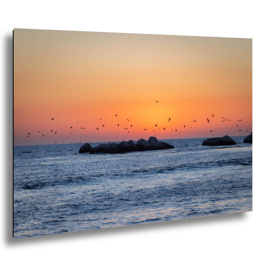 Pelicans at Sunset Fine Art Photograph: Half Moon Bay Coastal Print