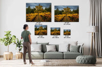 Napa Valley Vineyard Print: Autumn Colors, California Winery Wall Art