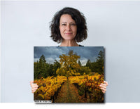 Napa Valley Vineyard Print: Autumn Colors, California Winery Wall Art