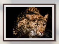 African Leopard Nature Wildlife Fine Art Photography | Big Cat Canvas Wall Art | Nature Poster | home, office decor paper, metal, acrylic